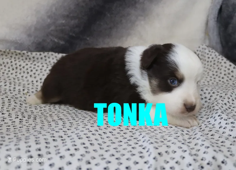 Tonka – Miniature Australian Shepherd puppy for sale in Jasper, AR