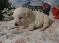 Victor, a male German Shepherd Dog and Golden Retriever for sale in Jasper, AR – Photo 7 of 8
