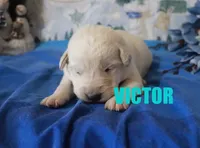 Victor, a male German Shepherd Dog and Golden Retriever for sale in Jasper, AR – Photo 8 of 8