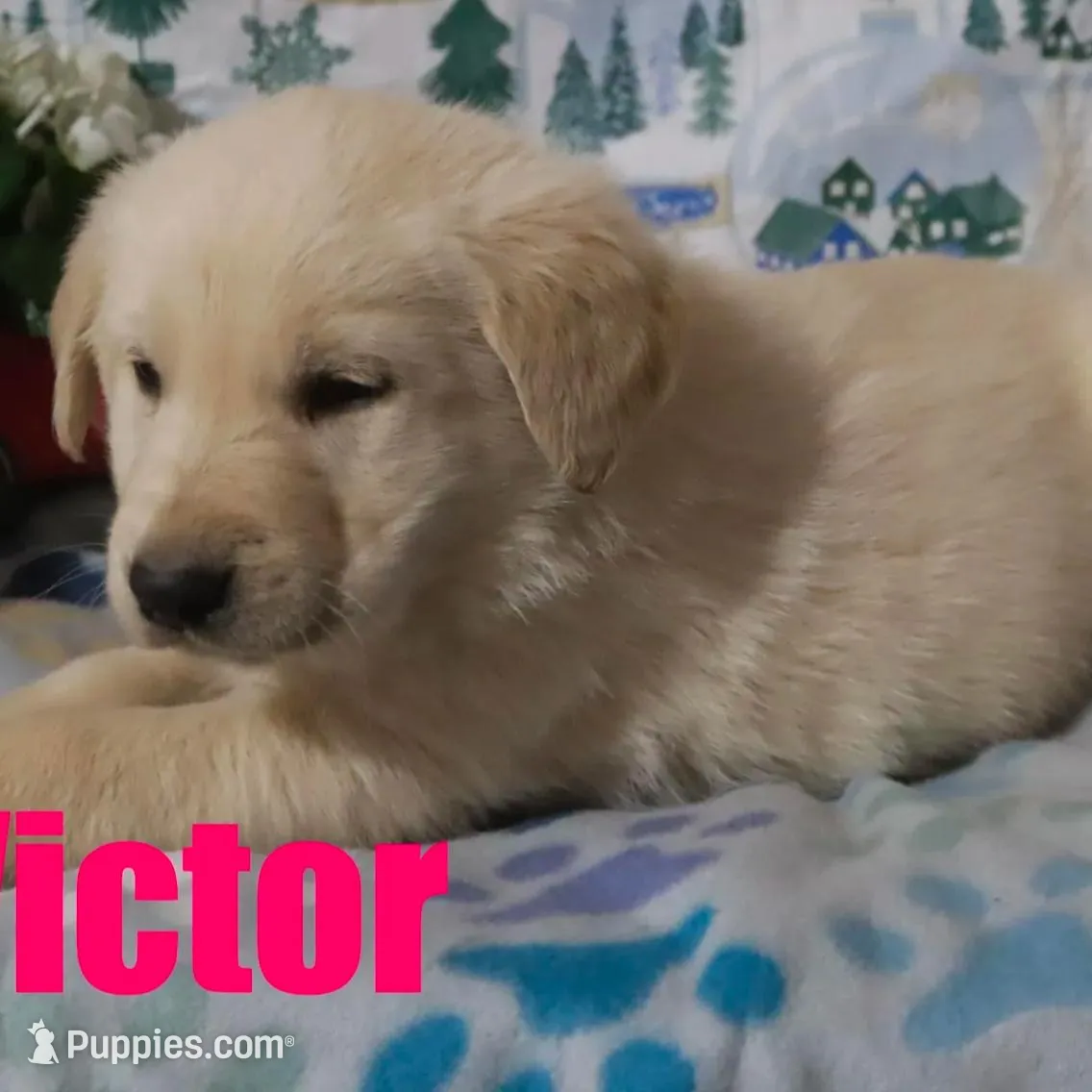 Victor, a male German Shepherd Dog and Golden Retriever for sale in Jasper, AR – Photo 3 of 8