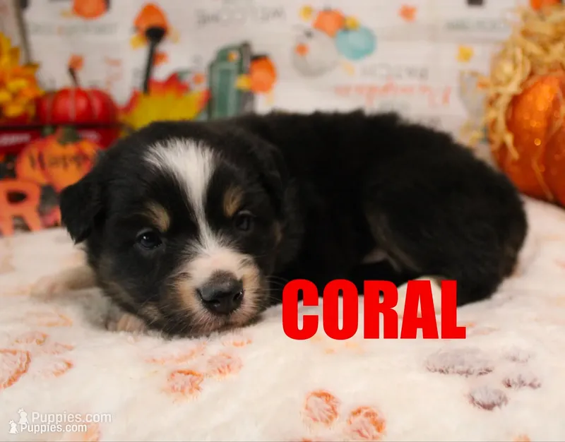 Coral – Australian Shepherd puppy for sale in Jasper, AR