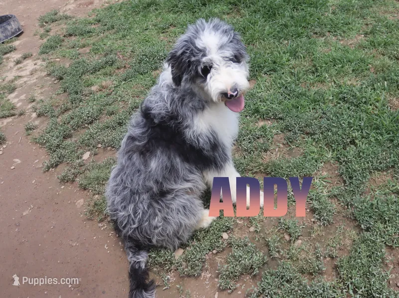 Addy – Aussiedoodle puppy for sale in Jasper, AR