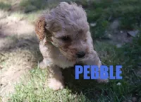 Pebbles, a female Poodle - Miniature  for sale in Jasper, AR – 2 of 3
