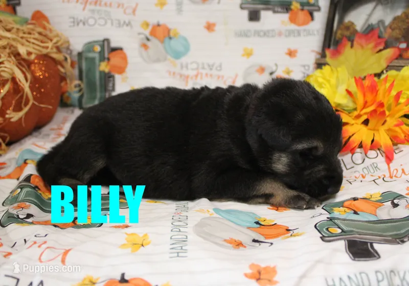 Billy – German Shepherd Dog puppy for sale in Jasper, AR