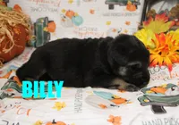 Billy, a male German Shepherd Dog for sale in Jasper, AR – 1 of 1