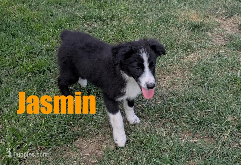 Jasmin – Australian Shepherd puppy for sale in Jasper, AR
