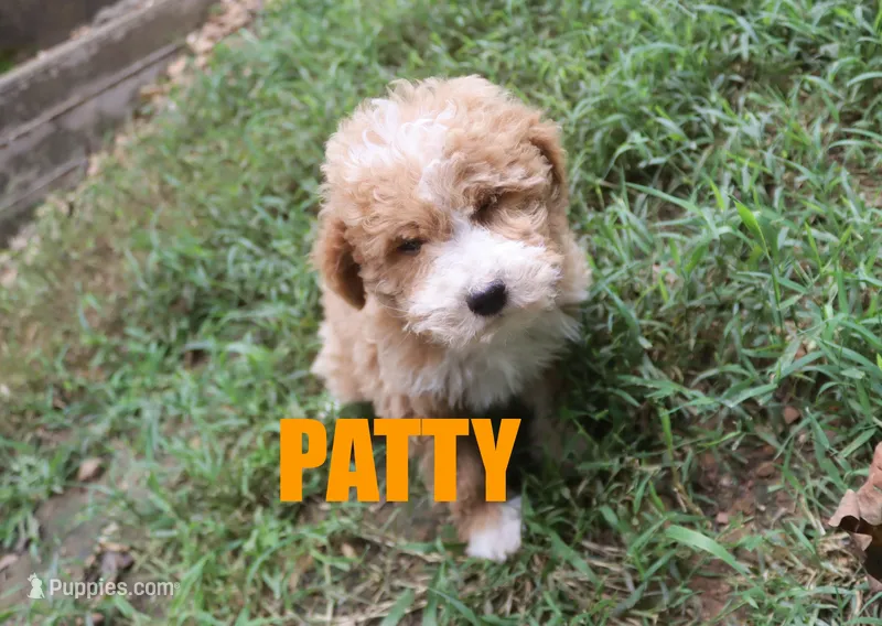 Patty – Poodle - Miniature  puppy for sale in Jasper, AR