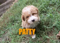 Patty, a female Poodle - Miniature  for sale in Jasper, AR – 1 of 8