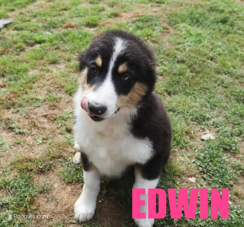 Edwin – Australian Shepherd puppy for sale in Jasper, AR
