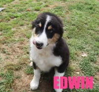 Edwin, a male Australian Shepherd for sale in Jasper, AR – 2 of 10