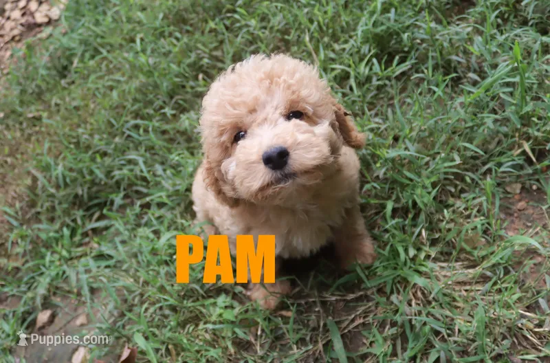 Pam – Poodle - Miniature  puppy on hold in Jasper, AR