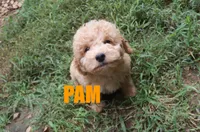 Pam, a female Poodle - Miniature  for sale in Jasper, AR – 1 of 8