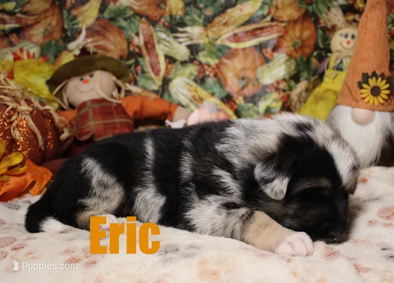 Eric – Australian Shepherd, German Shepherd Dog puppy for sale in Jasper, AR