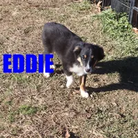 Eddie, a male Miniature Australian Shepherd for sale in Jasper, AR – Photo 4 of 10