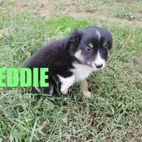 Eddie, a male Miniature Australian Shepherd for sale in Jasper, AR – Photo 9 of 10