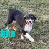 Eddie, a male Miniature Australian Shepherd for sale in Jasper, AR – Photo 3 of 10