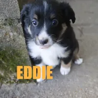 Eddie, a male Miniature Australian Shepherd for sale in Jasper, AR – Photo 10 of 10
