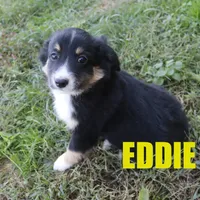 Eddie, a male Miniature Australian Shepherd for sale in Jasper, AR – Photo 8 of 10