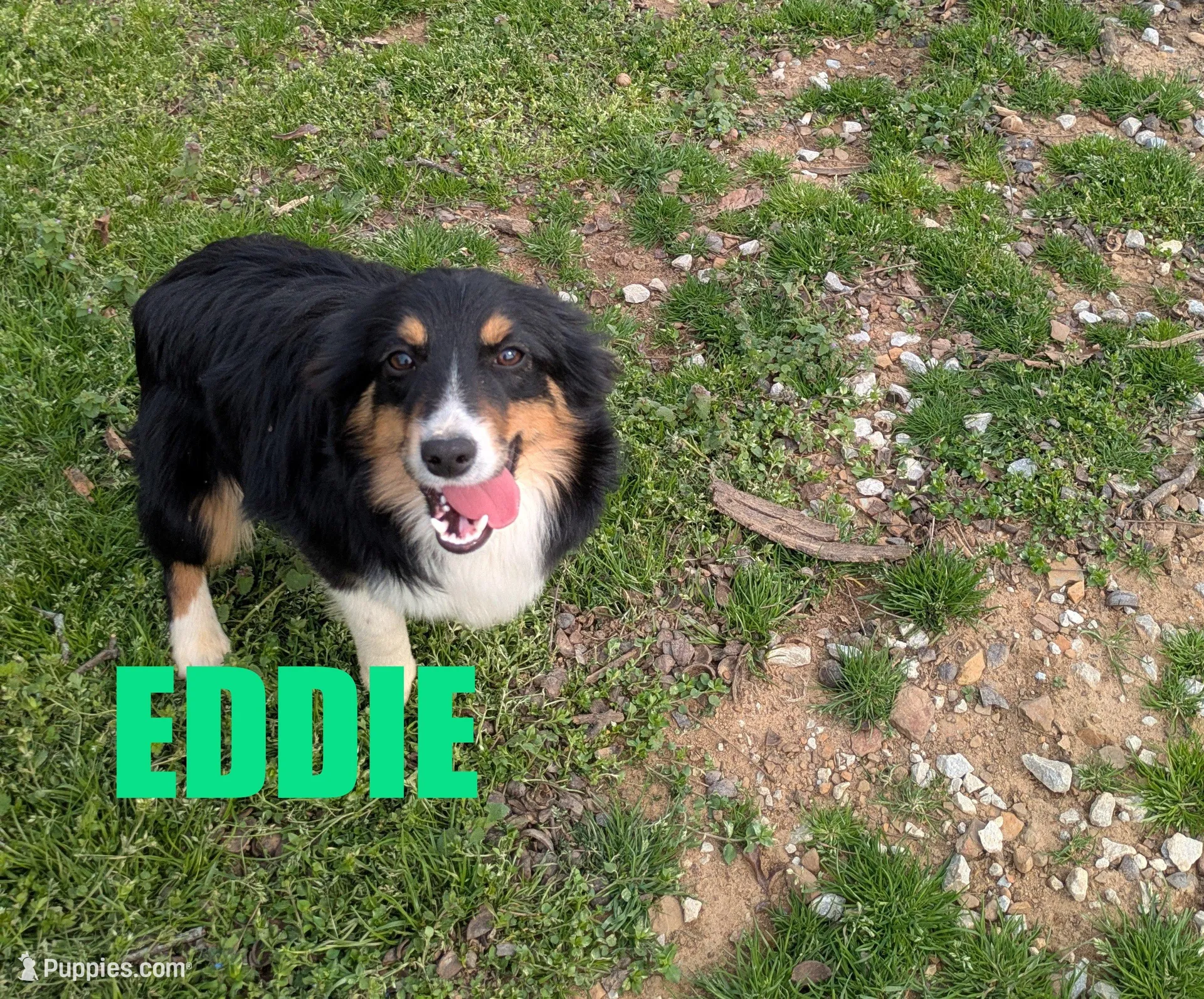 Eddie – Miniature Australian Shepherd puppy for sale in Jasper, AR
