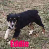 Eddie, a male Miniature Australian Shepherd for sale in Jasper, AR – Photo 5 of 10