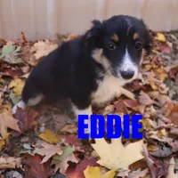 Eddie, a male Miniature Australian Shepherd for sale in Jasper, AR – Photo 7 of 10