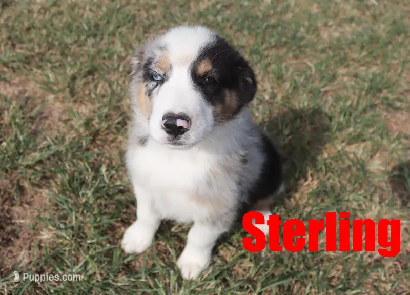 Sterling – Australian Shepherd puppy for sale in Jasper, AR