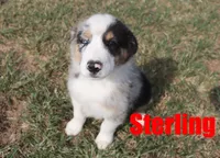 Sterling, a male Australian Shepherd for sale in Jasper, AR – 1 of 4
