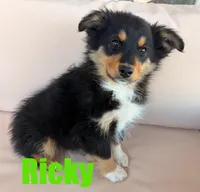 Ricky, a male Miniature Australian Shepherd for sale in Jasper, AR – Photo 2 of 5