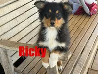 Ricky, a male Miniature Australian Shepherd for sale in Jasper, AR – Photo 1 of 5
