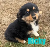 Ricky, a male Miniature Australian Shepherd for sale in Jasper, AR – Photo 3 of 5