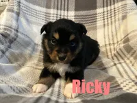 Ricky, a male Miniature Australian Shepherd for sale in Jasper, AR – Photo 5 of 5