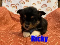 Ricky, a male Miniature Australian Shepherd for sale in Jasper, AR – Photo 4 of 5