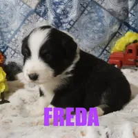 Freda, a female Australian Shepherd for sale in Jasper, AR – Photo 10 of 10
