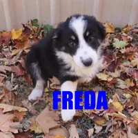 Freda, a female Australian Shepherd for sale in Jasper, AR – Photo 6 of 10