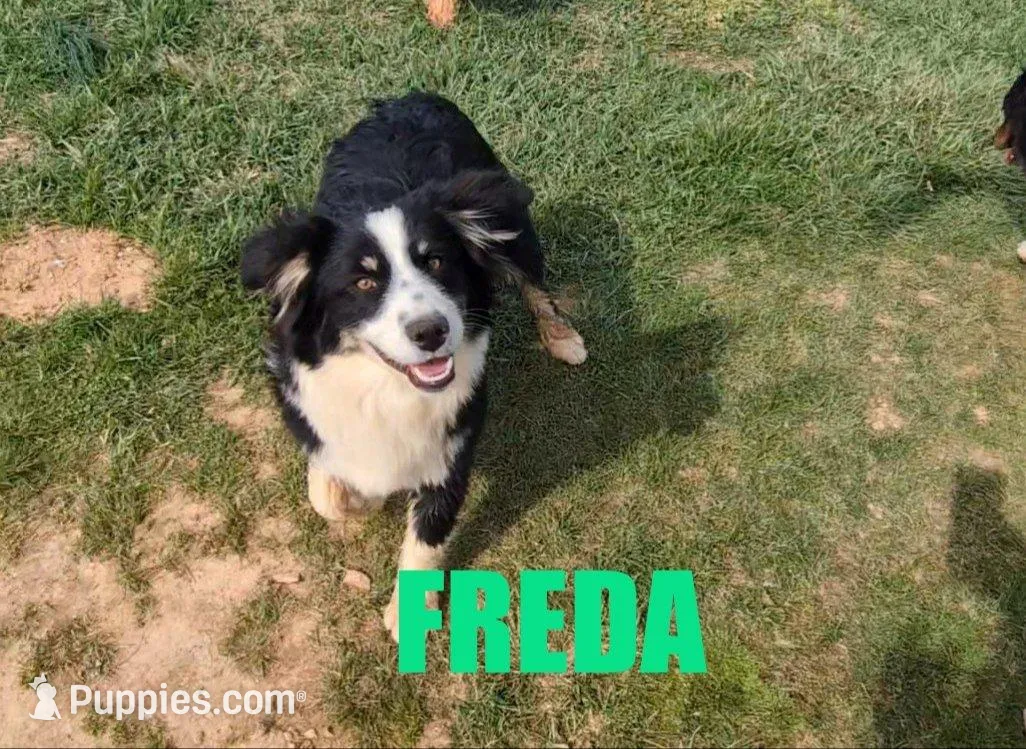 Freda – Australian Shepherd puppy for sale in Jasper, AR