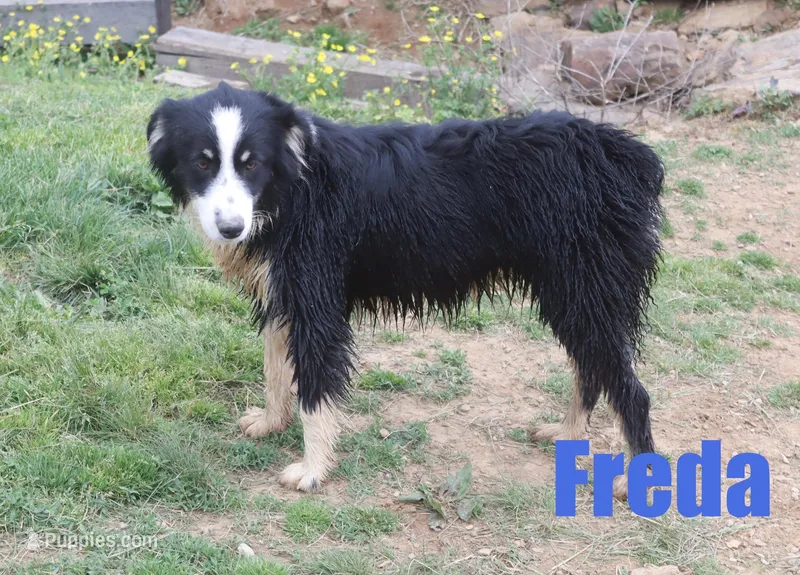 Freda – Australian Shepherd puppy for sale in Jasper, AR