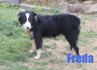 Freda, a female Australian Shepherd for sale in Jasper, AR – 1 of 10
