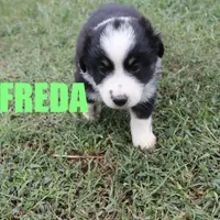 Freda, a female Australian Shepherd for sale in Jasper, AR – Photo 8 of 10
