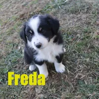 Freda, a female Australian Shepherd for sale in Jasper, AR – Photo 7 of 10