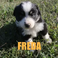 Freda, a female Australian Shepherd for sale in Jasper, AR – Photo 9 of 10
