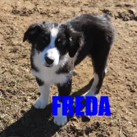 Freda, a female Australian Shepherd for sale in Jasper, AR – Photo 4 of 10