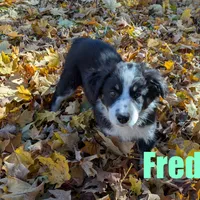 Freda, a female Australian Shepherd for sale in Jasper, AR – Photo 5 of 10
