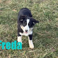 Freda, a female Australian Shepherd for sale in Jasper, AR – Photo 3 of 10