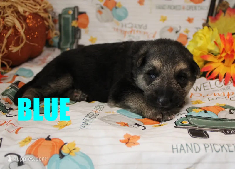 Blue – German Shepherd Dog puppy for sale in Jasper, AR