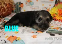 Blue, a male German Shepherd Dog for sale in Jasper, AR – 1 of 1