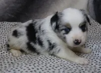 Trixie, a female Miniature American Shepherd for sale in Jasper, AR – 3 of 3