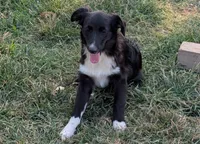 Judge, a male Australian Shepherd for sale in Jasper, AR – 2 of 2