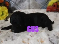 Gus, a male Poodle - Miniature  for sale in Jasper, AR – Photo 9 of 10