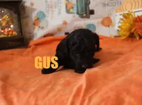 Gus, a male Poodle - Miniature  for sale in Jasper, AR – Photo 8 of 10