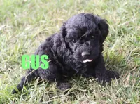 Gus, a male Poodle - Miniature  for sale in Jasper, AR – Photo 7 of 10